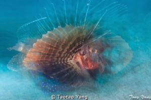 fish dream by Taotao Yang 